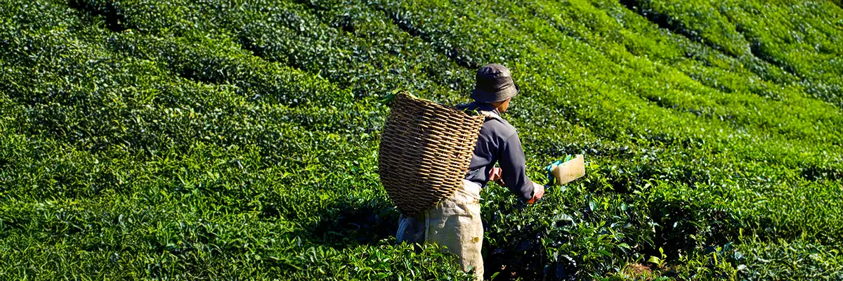 Authentic Japanese Green Tea Excellence